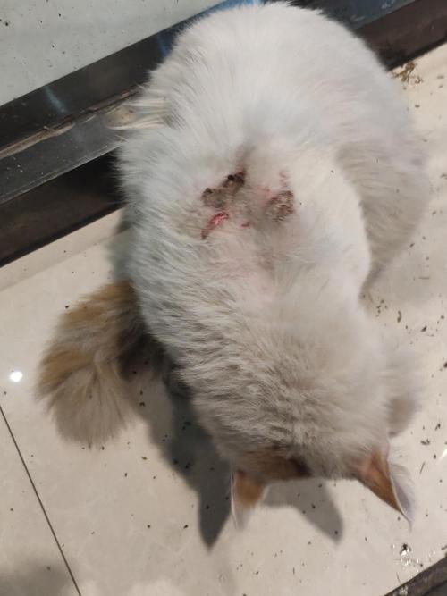 意外烟头烫到猫了有事吗【拿烟头烫猫】